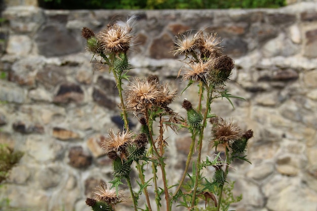 Spiny heads of thistles on the background of a stone wall