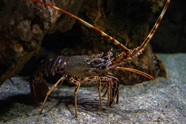 Spiny lobster  Palinurus elephas, underwater shot of lobster on the ocean bottom floor.