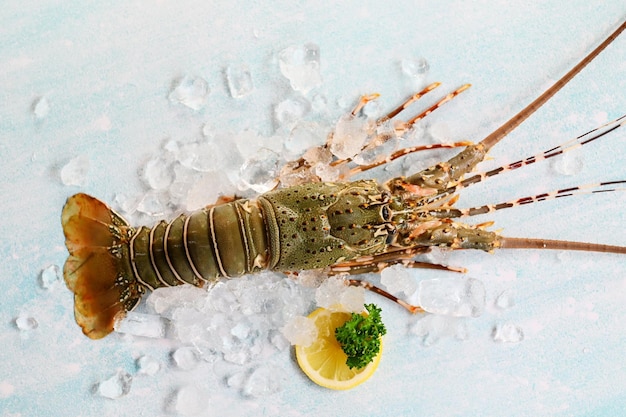 Spiny lobster seafood on ice fresh lobster or rock lobster with herb and spices lemon coriander parsley on background raw spiny lobster for cooking food or seafood market