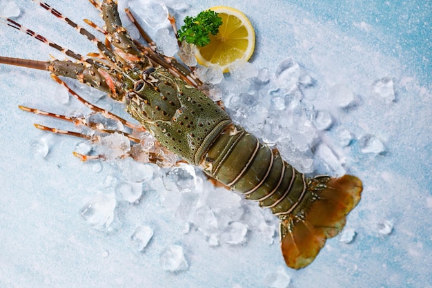 Spiny lobster seafood on ice fresh lobster or rock lobster with herb and spices lemon parsley on dark background raw spiny lobster for cooking food or seafood market