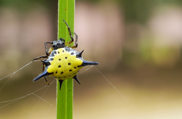 Spiny spider yellow