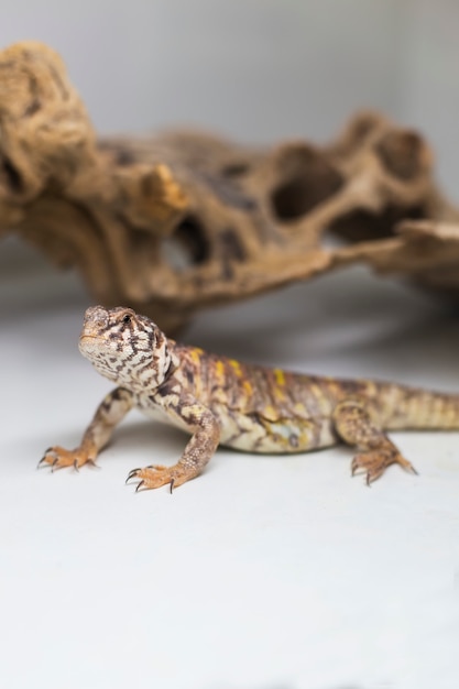 Photo spiny tail lizard