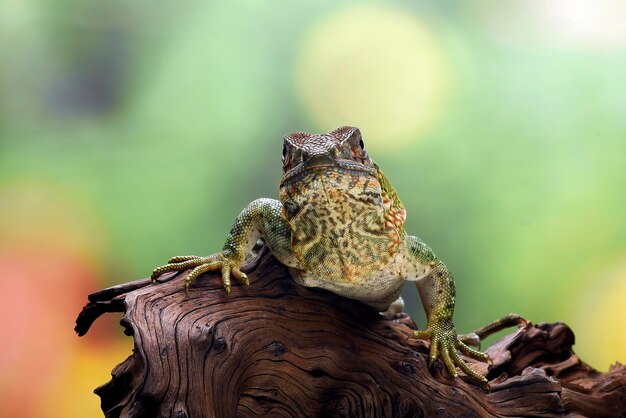 Spiny tailed iguana on a tree