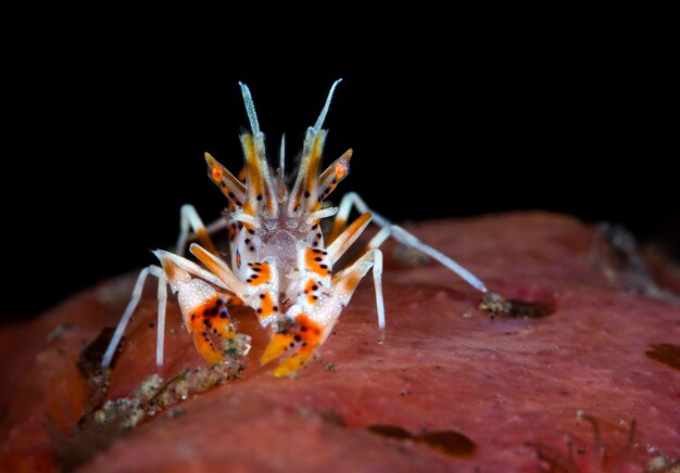 가시 타이거 새우 - Phyllognathia ceratophthalma. 발리의 수중 매크로 세계.