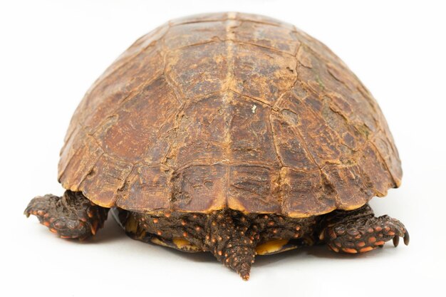 The spiny turtle Heosemys spinosa on white background