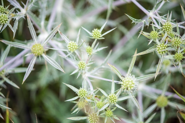 Spiny wildflowers. Distel.