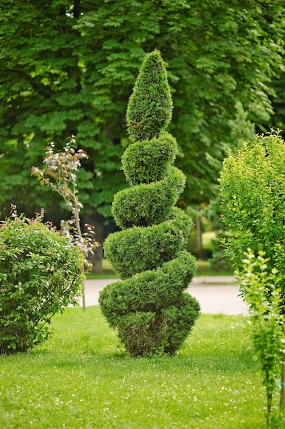 Spiraalvorm gesneden thujaboom in de tuin Het gebruik van groenblijvende planten in landschapsontwerp