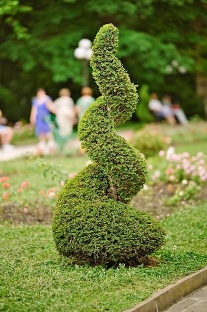 Spiraalvormige gesneden thuja boom in de tuin Het gebruik van immergroene planten in landschapsontwerp Thuja naaldboom gesneden in de vorm van een spiraal