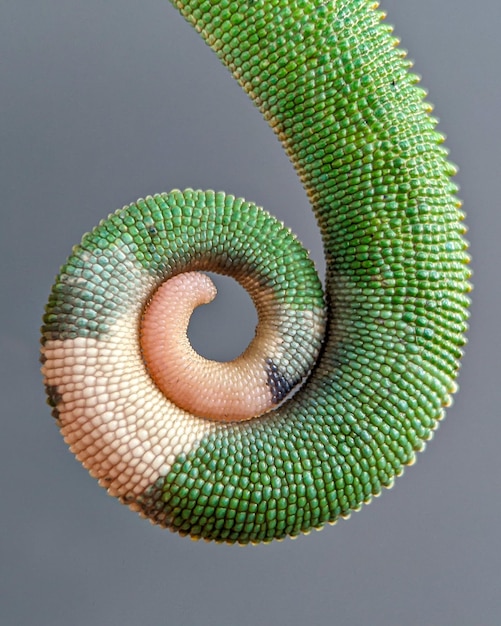 Spiraalvormige kameleon