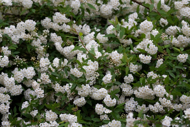 Spiraea chamaedryfolia or germander meadowsweet or elmleaved spirea white flowers with green background selective focus close up