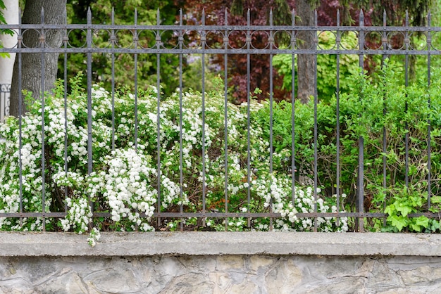 Spiraea moerasspirea of torenspits achter een hek