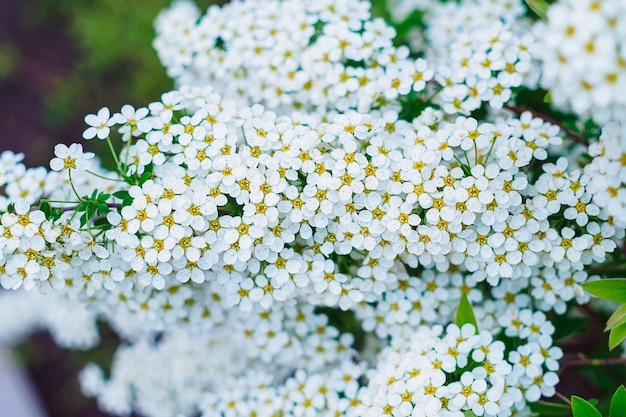 Spiraea Nipponian Snowmound in a flowerbed closeup