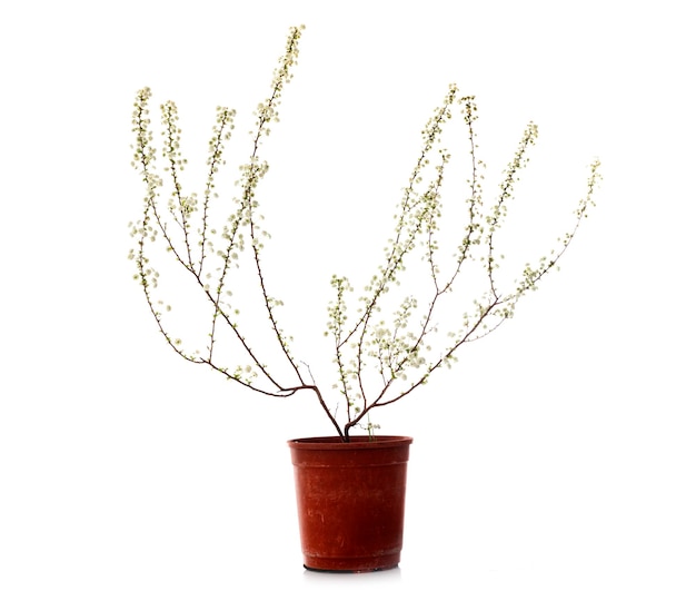 Spiraea prunifolia voor witte achtergrond