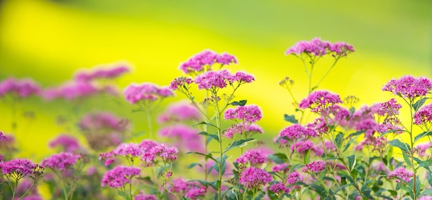 Spiraea salicifolia flower close up. Selective focus.