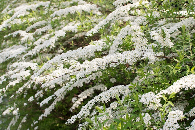 Spiraea Thunbergii bloemen