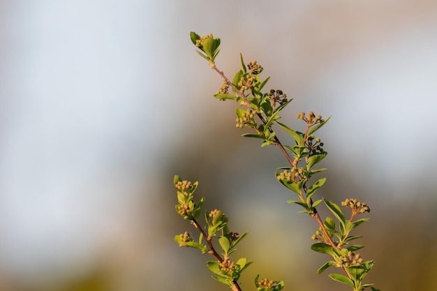 Foto spiraea fiore bianco all'inizio della primavera nel design del giardino