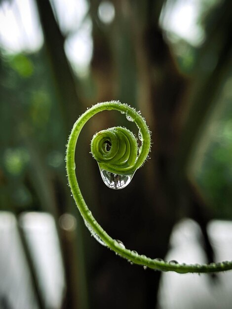 A spiral of a fern with a drop of water on it