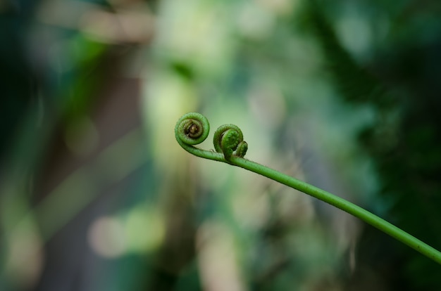 Photo spiral green leaf background