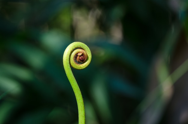 Photo spiral green leaf background