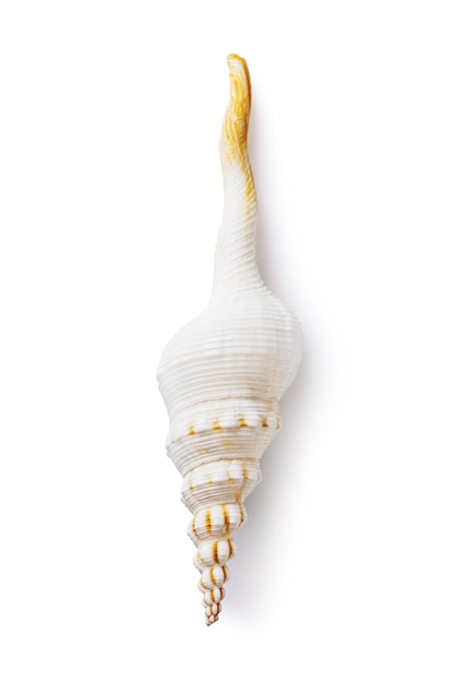 Spiral shell isolated on a white background top view