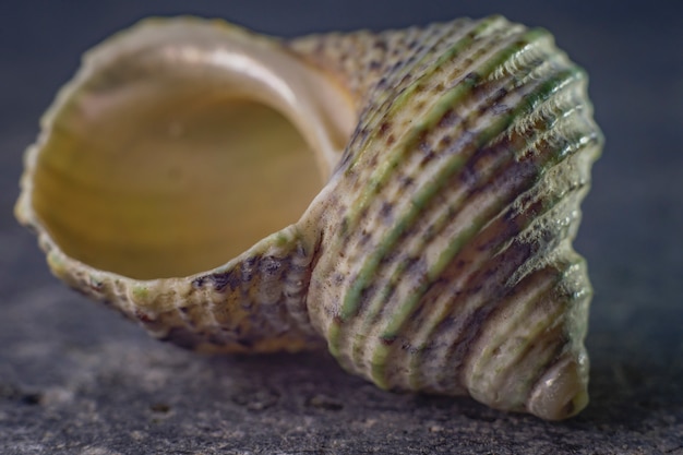 写真 海の軟体動物のスパイラルシェル。黄金比