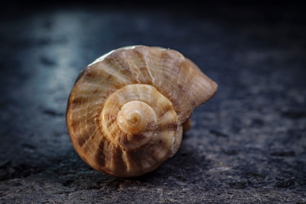 Photo spiral shell of a sea mollusk. golden ratio