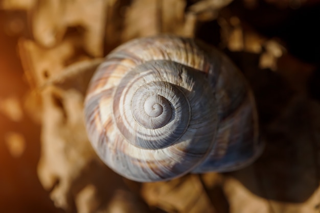 Foto guscio di lumache a spirale, luce naturale
