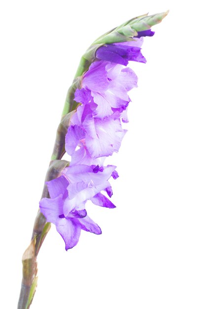 Spire  of  fresh gladiolus flowers close up isolated on white background