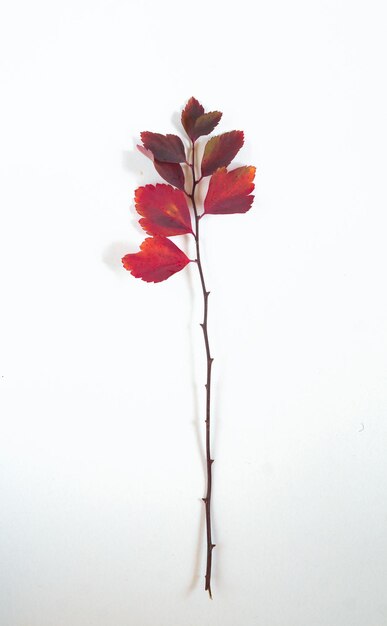 Spirea branch with multicolored leaves on a white background