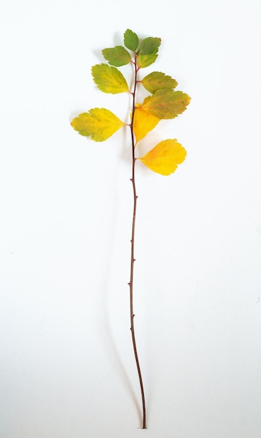 Spirea branch with multicolored leaves on a white background