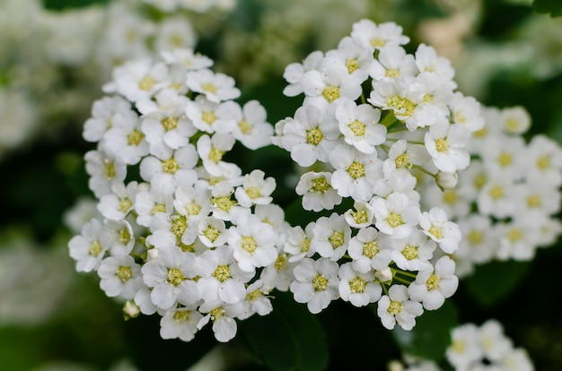 Spirea bush bloemen.