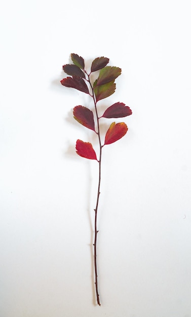 Spirea-tak met veelkleurige bladeren op een witte achtergrond