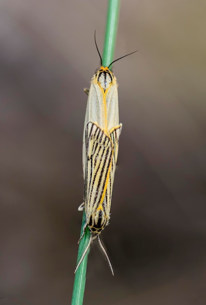 Spiris striata de gepluimde lakei is een nachtvlinder uit de familie erebidae