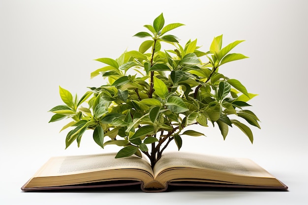 Фото Растение духовного роста из открытой библии с золотыми страницами