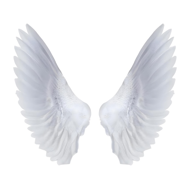 spiritual wings of angel white background