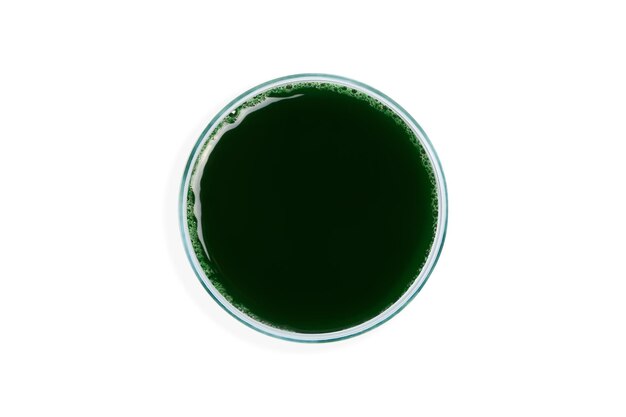 Spirulina diluted in water Spirulina solution in a petri dish Spirulina superfood bioadditive Green Eco