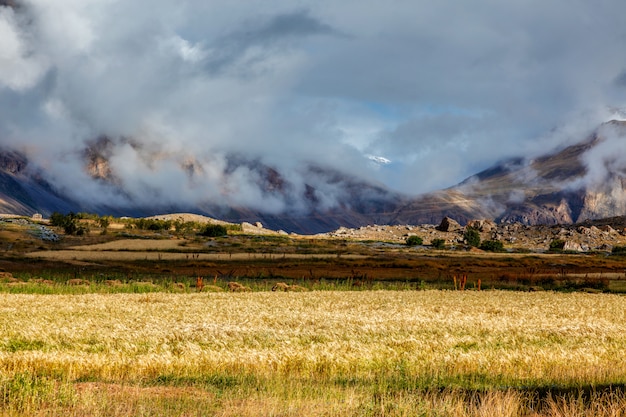 Spiti Valley, 히 마찰 프라데시, 인도