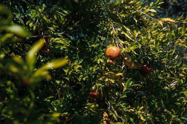A spitting pomegranate on a tree