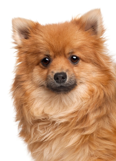 Spitz dog, 1 year old. Dog portrait isolated