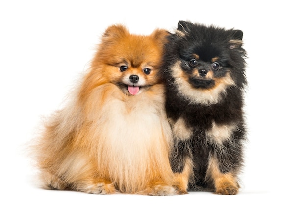 Spitz dog, 3 years old and 5 months old, sitting in front of white background