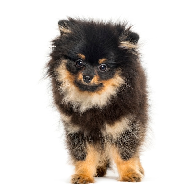 Spitz dog, 5 months old, in front of white background