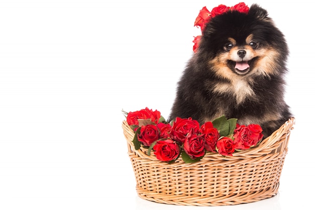 Spitz dog in the basket with flowers