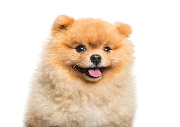 Spitz Dog in front of white background