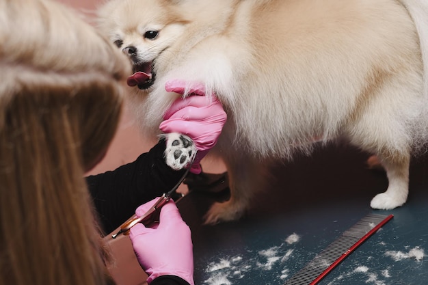 Photo spitz dog is being cut by a groomer dog grooming concept