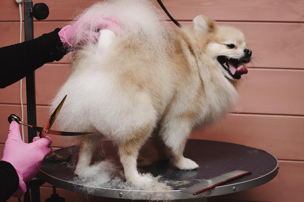 spitz dog is being cut by a groomer Dog grooming concept