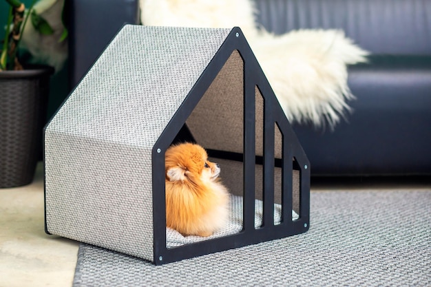 A spitz dog lies in a cute house in an apartment. glamorous\
fashionable and modern dog house