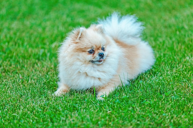 Spitz dog lies on green lawn