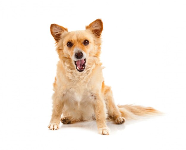 Spitz dog on white background