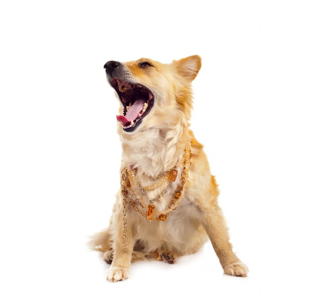 Spitz dog on white background