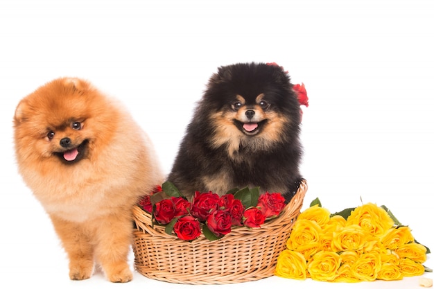 Spitz dogs in the basket with flowers